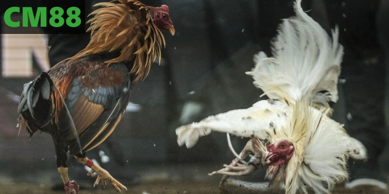 Yếu tố tạo sức hút bền vững của đá gà